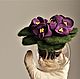 Viola Aerofity (Фиалка-аэрофит). Растения. VALYANDIA. Ярмарка Мастеров.  Фото №4