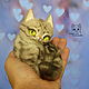 Американский короткошерстный кот, Тедди Зверята, Красноярск,  Фото №1