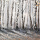 Large interior painting in gray tones Silver birch forest. Pictures. kartina-sochi. My Livemaster. Фото №4