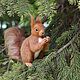 Felt sculpture of a Squirrel, Felted Toy, Moscow,  Фото №1