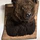 Чучело медведя, Подарки для охотников и рыболовов, Сургут,  Фото №1