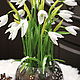 Snowdrops ' Melisan', Flowers, Moscow,  Фото №1