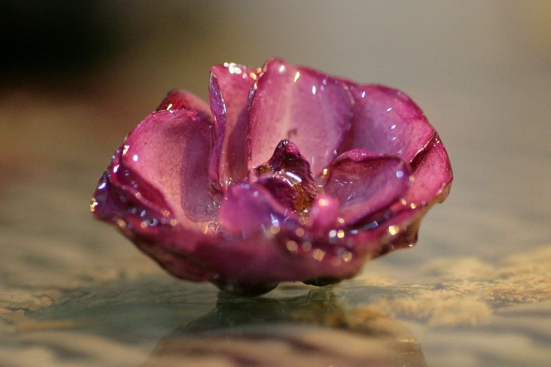 Роза - брошь из настоящего цветка в ювелирной смоле,  подарок, Брошь-булавка, Москва,  Фото №1