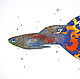 Watercolour Guppy, Pictures, Roslavl,  Фото №1