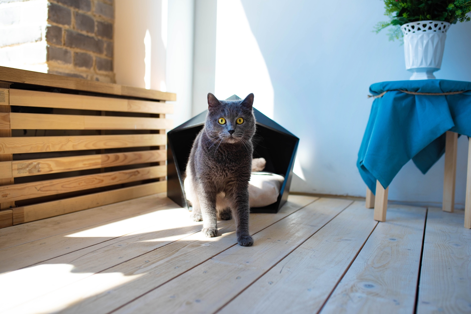 PET in da FLAT