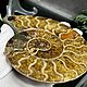 Ammonite is a natural fossil. An unusual gift art 751. Stones. Iz kamnej. My Livemaster. Фото №5