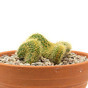 Материалы для творчества handmade. Livemaster - original item Isolated pictures of cactus Cleistocactus 9 photos. Handmade.