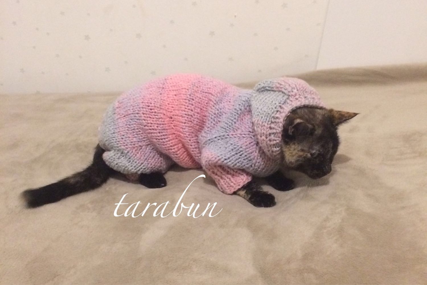 кот в одежде. одежда для котов. комбинезон вязаный на кота сфинкса. сфинкс в кофте. вязаные вещи для кошек.