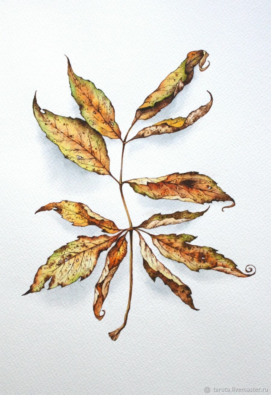 Листья клена раскраска