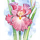 Watercolor painting of iris-the king of flowers, Pictures, Penza,  Фото №1