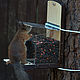 Заказать Alimentadores de ardilla transparente ' Perfección'. Art bird feeder. Ярмарка Мастеров. . Bird feeders Фото №3