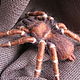Brooch 'Spider' 4. Brooches. Shahtinochka. Online shopping on My Livemaster.  Фото №2