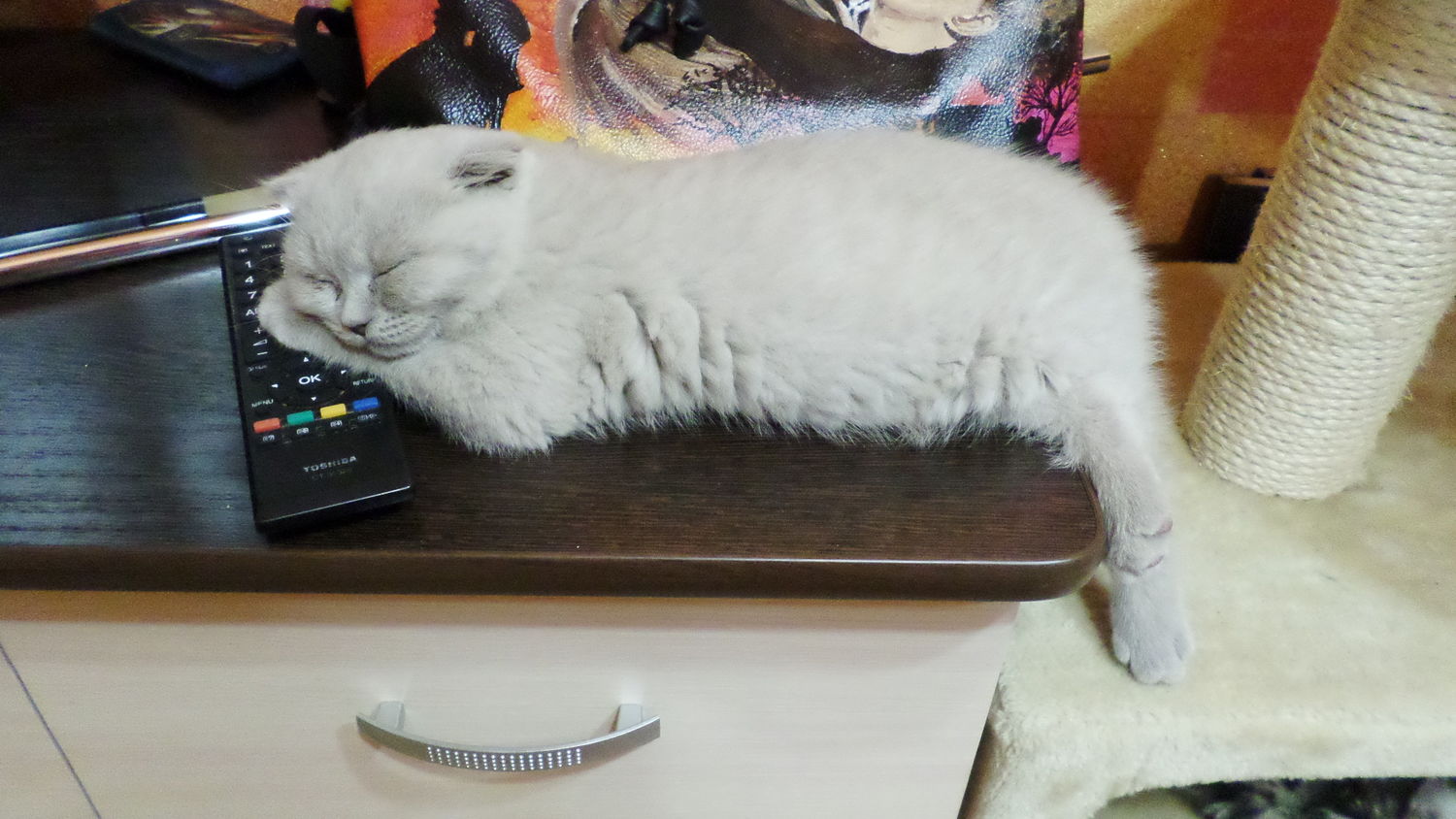 Шеля еще котенком полюбила мои сумки)))))