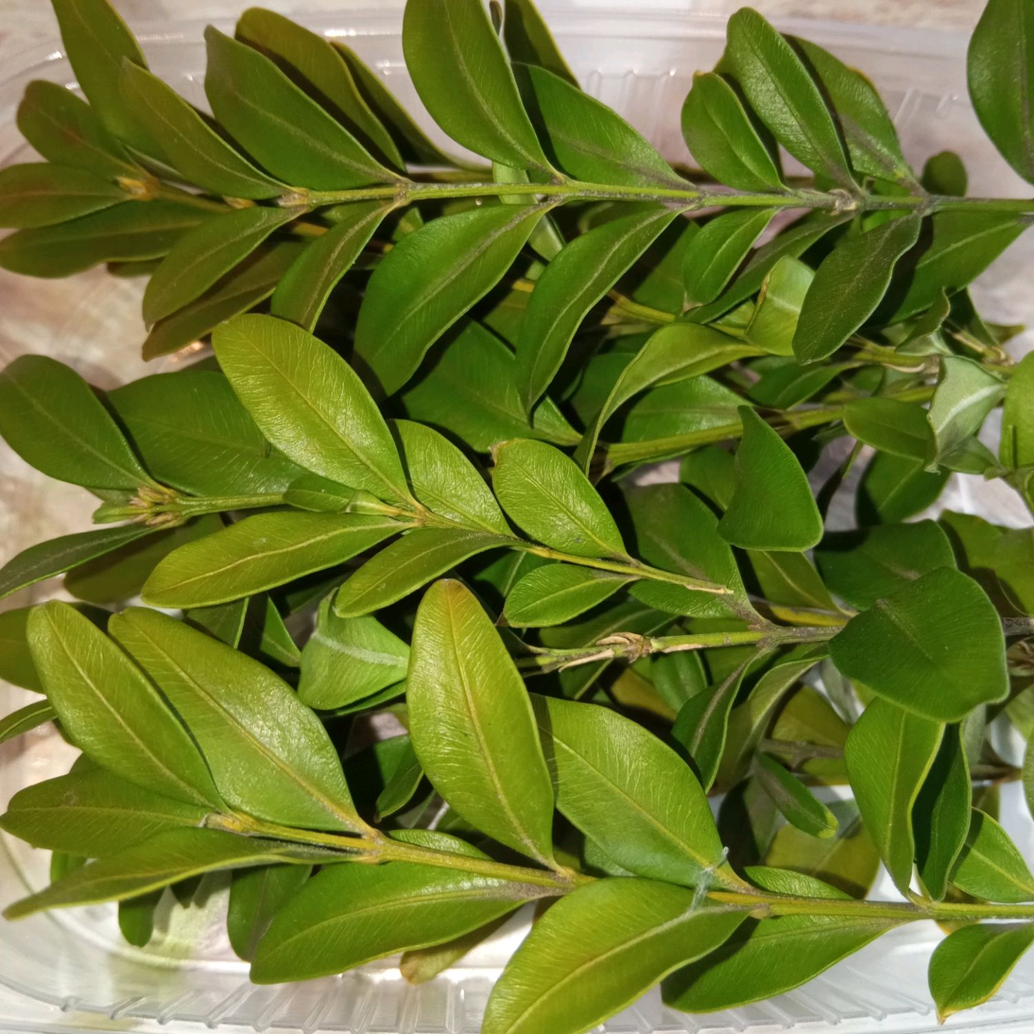 Самшит сухоцвет 125 мл – купить на Ярмарке Мастеров – T32WURU | Цветы ...