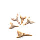 Fossilized shark tooth 20-30 mm 5 pcs. Folk decorations. merlin-hat (Merlin-hat). My Livemaster. Фото №6