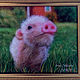 Picture from the wrong ' Pig'. Pictures. shkiv. Online shopping on My Livemaster.  Фото №2