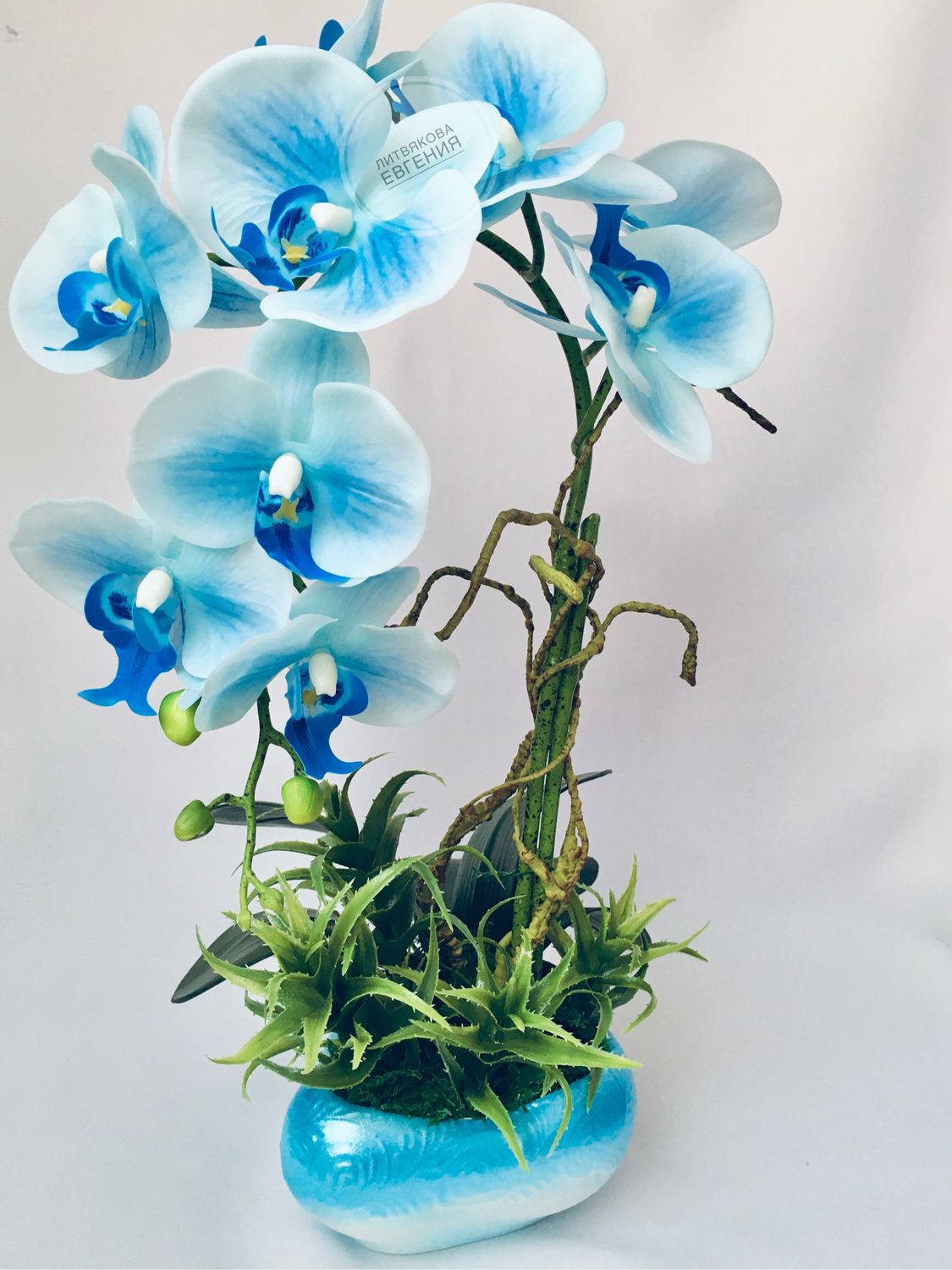 Синяя орхидея в горшке. Орхидея голубая Живая. Голубая Орхидея сенсейшен. Голубая Орхидея в горшке. Синие орхидеи.