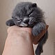 спящий котенок, Кукольная еда, Санкт-Петербург,  Фото №1