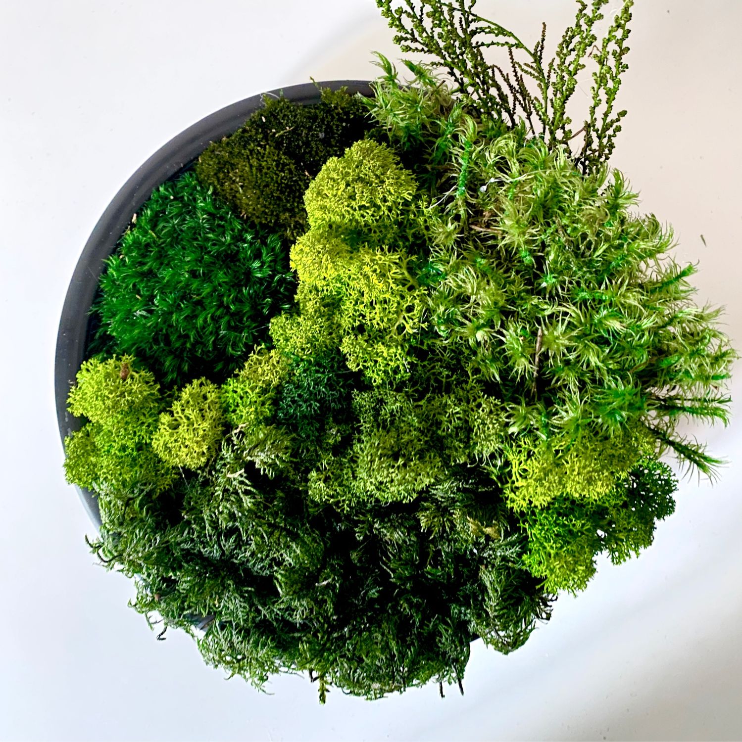 декор из мха. амано бонсай. композиция из мха. Terrarium moss террариумный мох. композиции из ягеля.