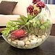 Succulents mini-garden in a large glass vase with a bevel, Plants, Moscow,  Фото №1