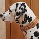 Collar for dogs made of genuine leather, personalized harnesses for dogs, Dog - Collars, Yoshkar-Ola,  Фото №1