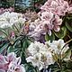 The Painting 'Rhododendrons', Pictures, Moscow,  Фото №1