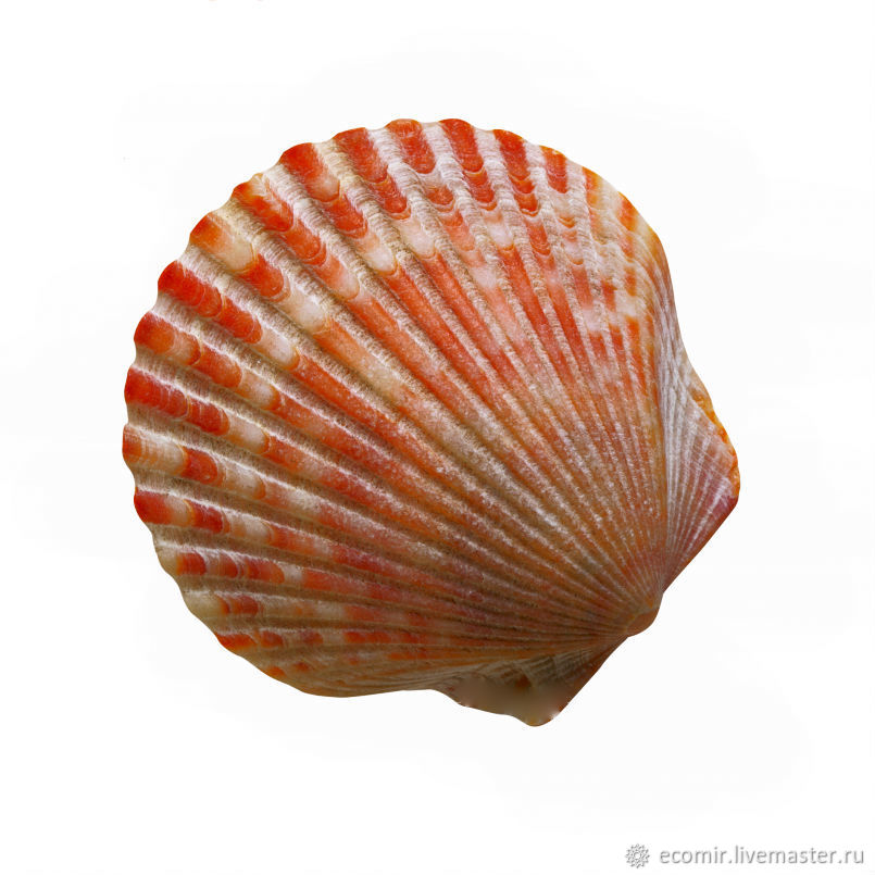 Прозрачный моллюск. Chamelea Gallina моллюск. Морская раковина. Ракушки морские. Ракушка гребешок.