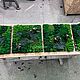 Панно из мха с растениями 40*40см. Фитокартины. Green.Box. Ярмарка Мастеров.  Фото №6