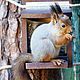 Feeder for squirrels from the tree 'Belkin-Blues'. Bird feeders. Art bird feeder. My Livemaster. Фото №4