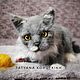 Мастер-класс КОТ Сократ. Схемы для вязания. Татьяна Коротких. Интернет-магазин Ярмарка Мастеров.  Фото №2