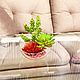 Succulents in a glass round vase, Plants, Moscow,  Фото №1
