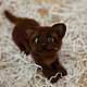 Валяная игрушка котенок Коржик. Войлочная игрушка. Кристина Антропова. Ярмарка Мастеров.  Фото №4