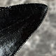 Зуб мегалодона 8,46 см. Камни. Made in Ocean. Ярмарка Мастеров.  Фото №5