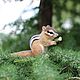 Order felted Chipmunk'rich'. Anna Petinati- Live toys handmade. Livemaster. . Felted Toy Фото №3