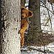  Лис Макс. Тедди Зверята. Ручные мишки Тедди (tamedteddybears). Интернет-магазин Ярмарка Мастеров.  Фото №2