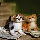 котята-малыши. Мягкие игрушки. Елена Федоряк. Ярмарка Мастеров.  Фото №6
