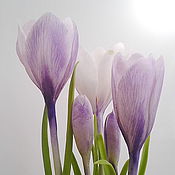 Крокусы (весенние цветы из полимерной глины)