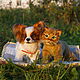 Котёнок Alex. Игрушки. Teddy Realistic Toys. Ярмарка Мастеров.  Фото №6