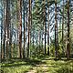 Oil painting, pine forest on a summer day, Pictures, Moscow,  Фото №1