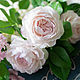 Букет из трех роз из холодно фарфора, Букеты, Новокузнецк,  Фото №1