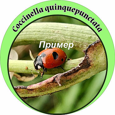 Материалы для творчества ручной работы. Ярмарка Мастеров - ручная работа Божья коровка пятиточечная на листочке. Набор фото и стикер. Handmade.