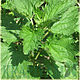 Nettle protective belt of the Sage. Belt. Nettle products (Krapivamm). My Livemaster. Фото №6