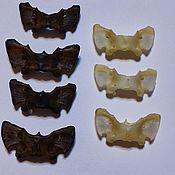 зубы  волка