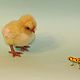 Felted chicken'Petka', Felted Toy, Moscow,  Фото №1