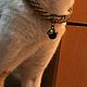 Sarah collar (beige), Dog - Collars, Novosibirsk,  Фото №1