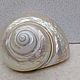 Турбо перламутровый 8,7 sea shell conch  ракушка раковина. Ракушки. Krab. Ярмарка Мастеров.  Фото №4