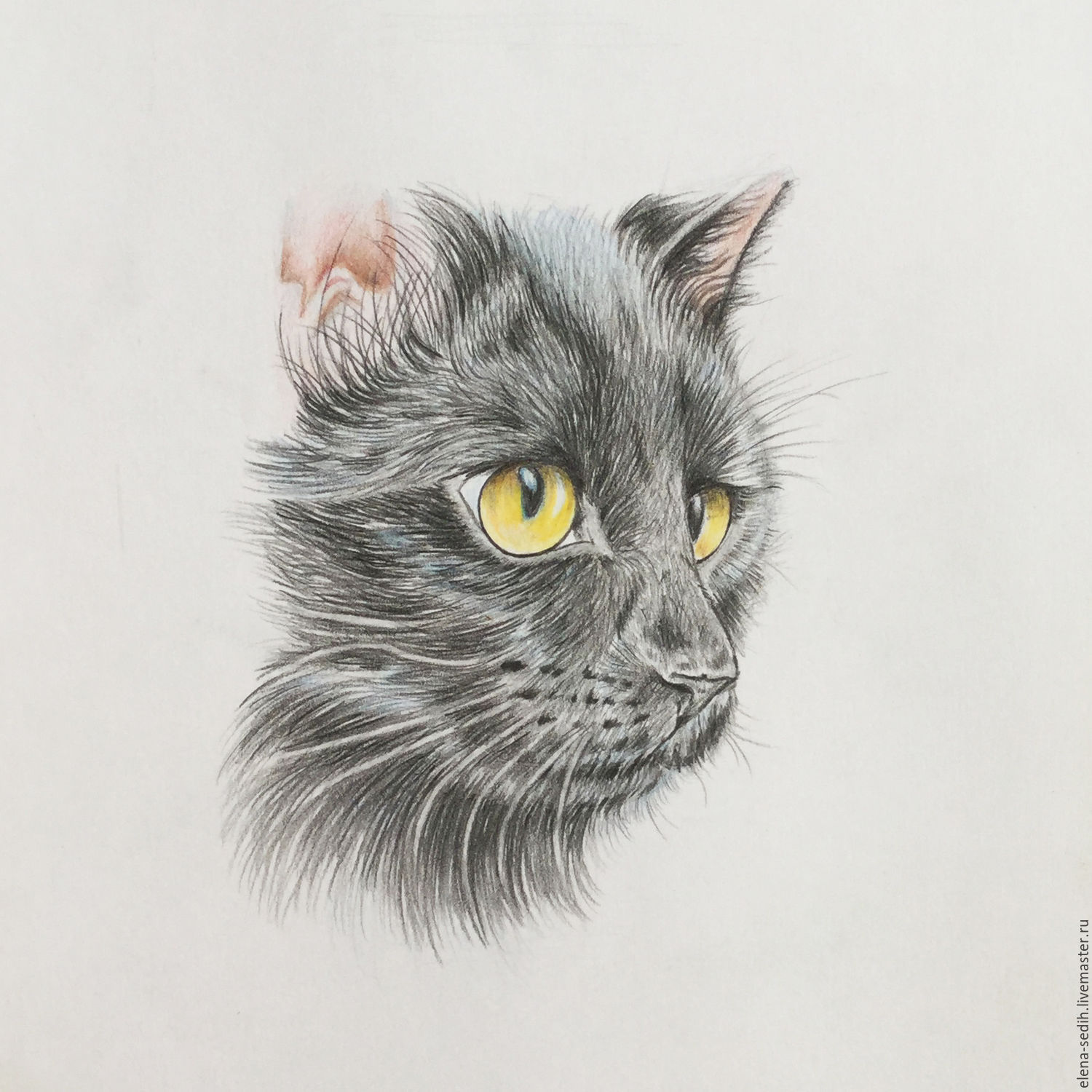Чеширский кот цветными карандашами