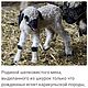 Винтаж: жилет балеро из козлика. Шубы. “Ga-Ga” “ Винтаж от мировых брендов по низким ценам. Цветы и картины.. Ярмарка Мастеров.  Фото №6