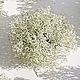 Белый мох лесной натуральный, Природные материалы, Липин Бор,  Фото №1
