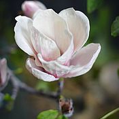 Цветы и флористика handmade. Livemaster - original item Flowers: Magnolia Of Sulanga. Handmade.